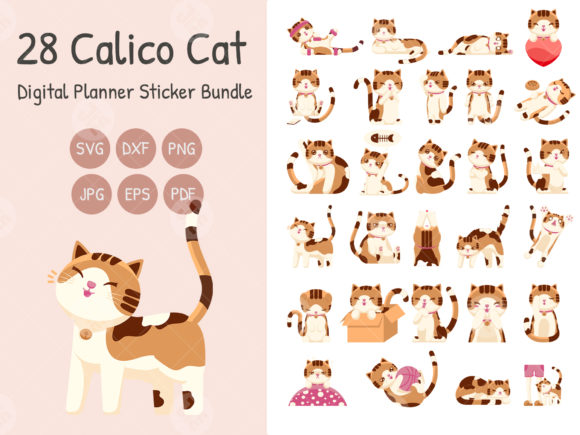 Cute Calico Cat Review